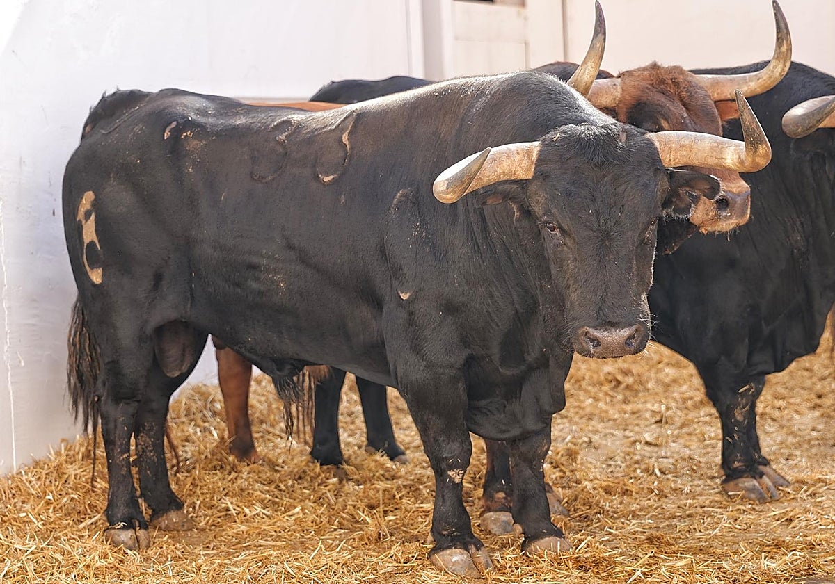 Ejemplar con el que debutará Hernández en La Malagueta.
