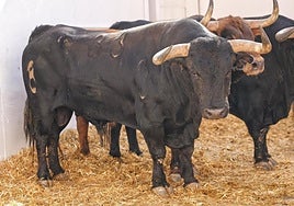 Ejemplar con el que debutará Hernández en La Malagueta.