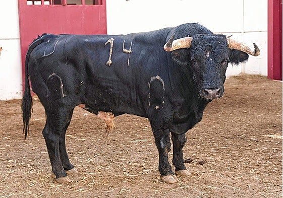 El toro de la alternativa de Páez.