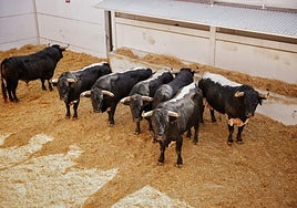Las reses en los corrales de La Malagueta.