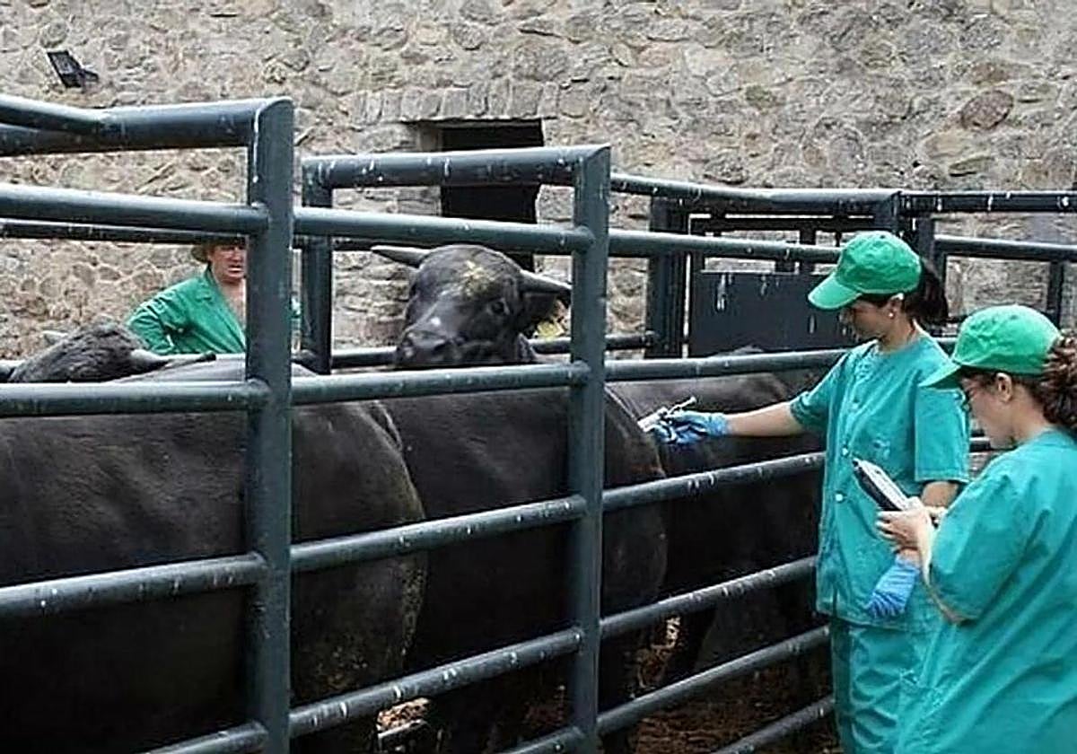 La Junta afea al Ministerio que no haya reunido a las comunidades afectadas por el brote de lengua azul