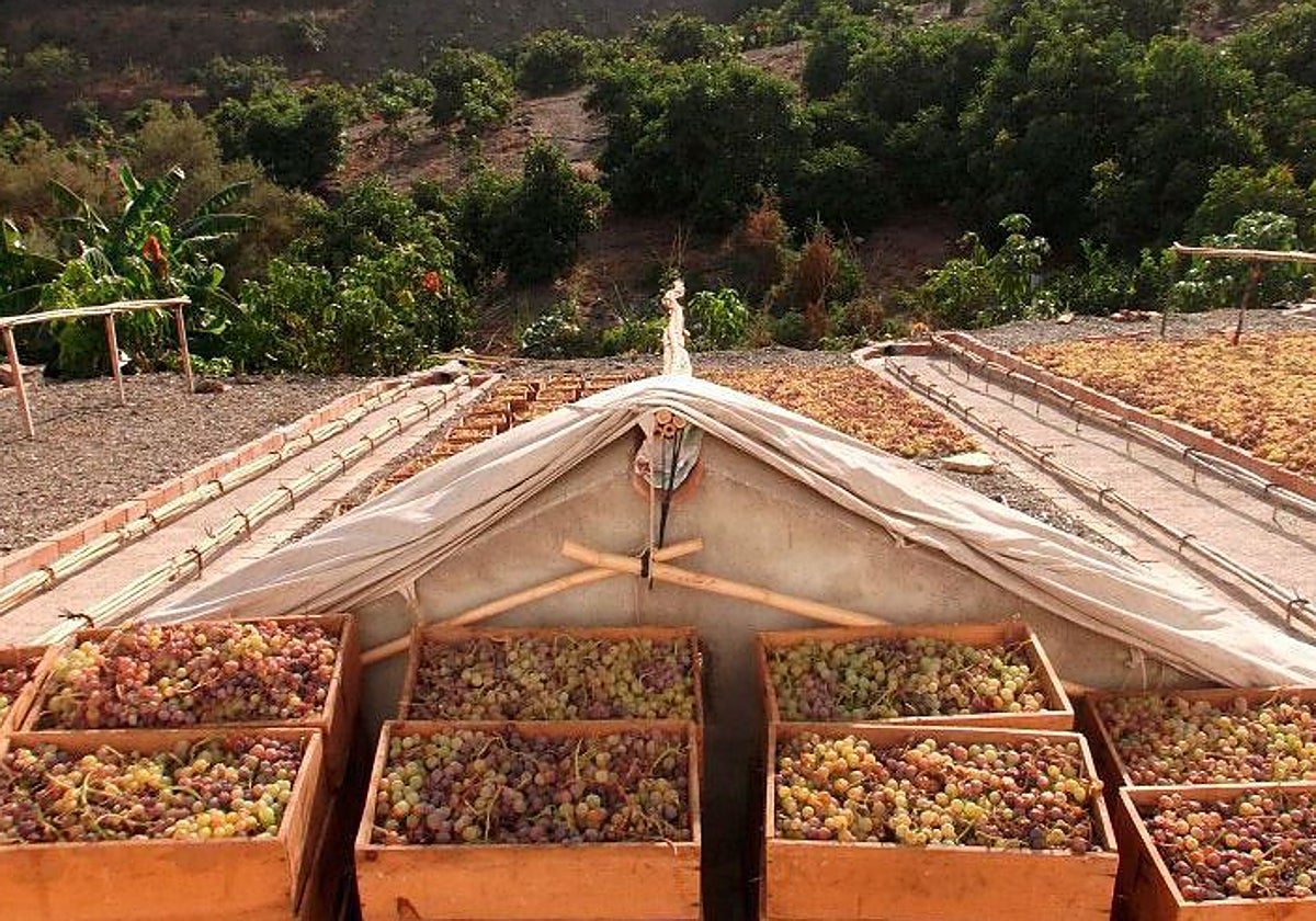 Imagen de archivo de un pasero en la Axarquía.