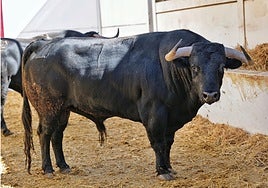 Imagen del toro que saltará en tercer lugar al ruedo.