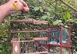 La Guardia Civil investiga a dos personas por la captura ilegal de aves fringílidas