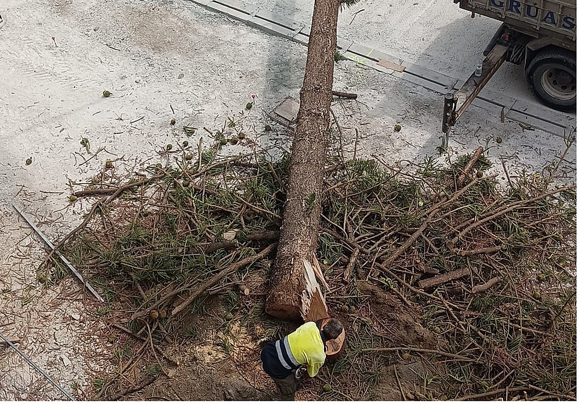 Momento de la tala del árbol en la avenida de España.