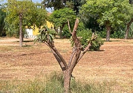 Uno de los árboles trasplantados en el parque periurbano.