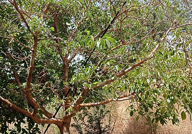 Nogal afectado por el riego con aguas del Guadalhorce.