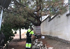Tratamiento de endoterapia en un pino.