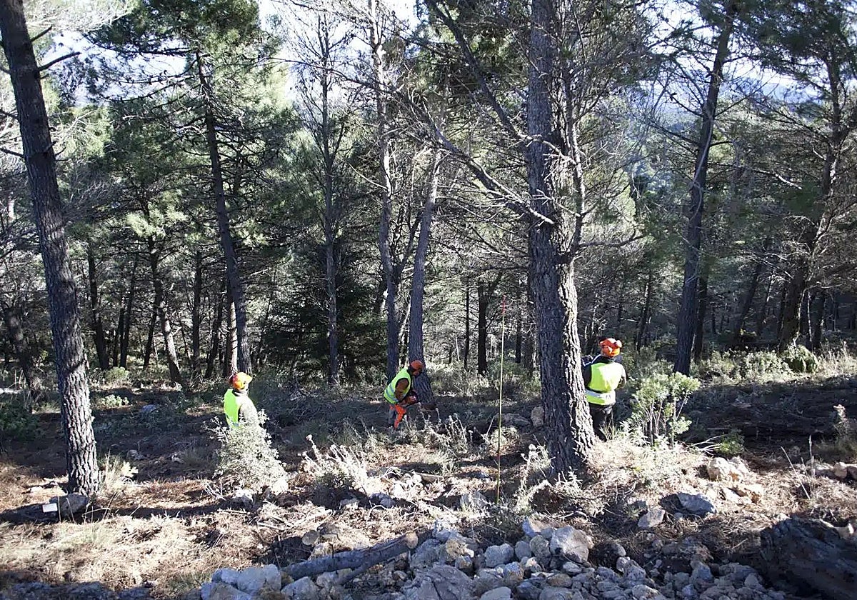 Trabajos de recogida de biomasa en los montes públicos.