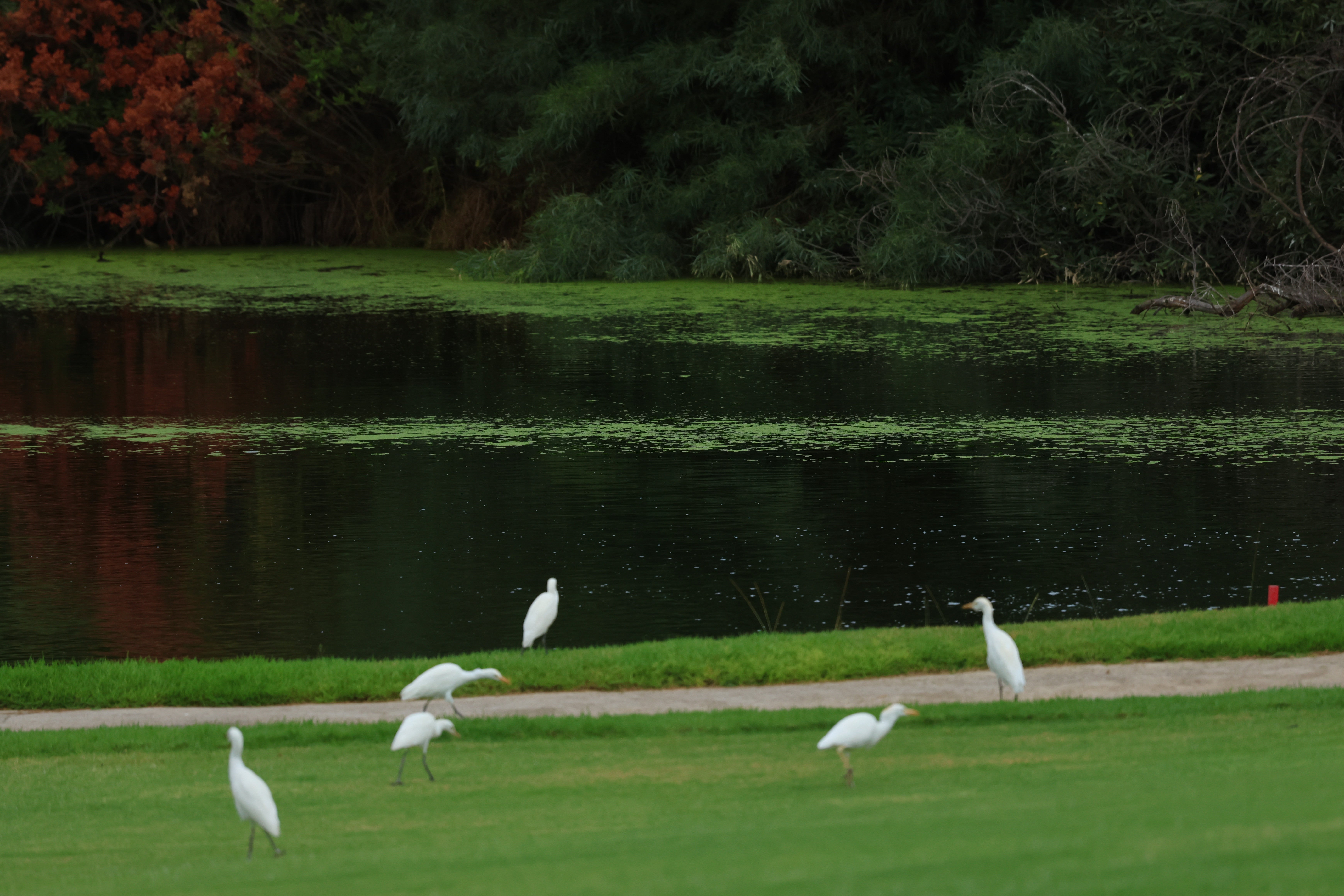 Torneo de Golf Diario SUR