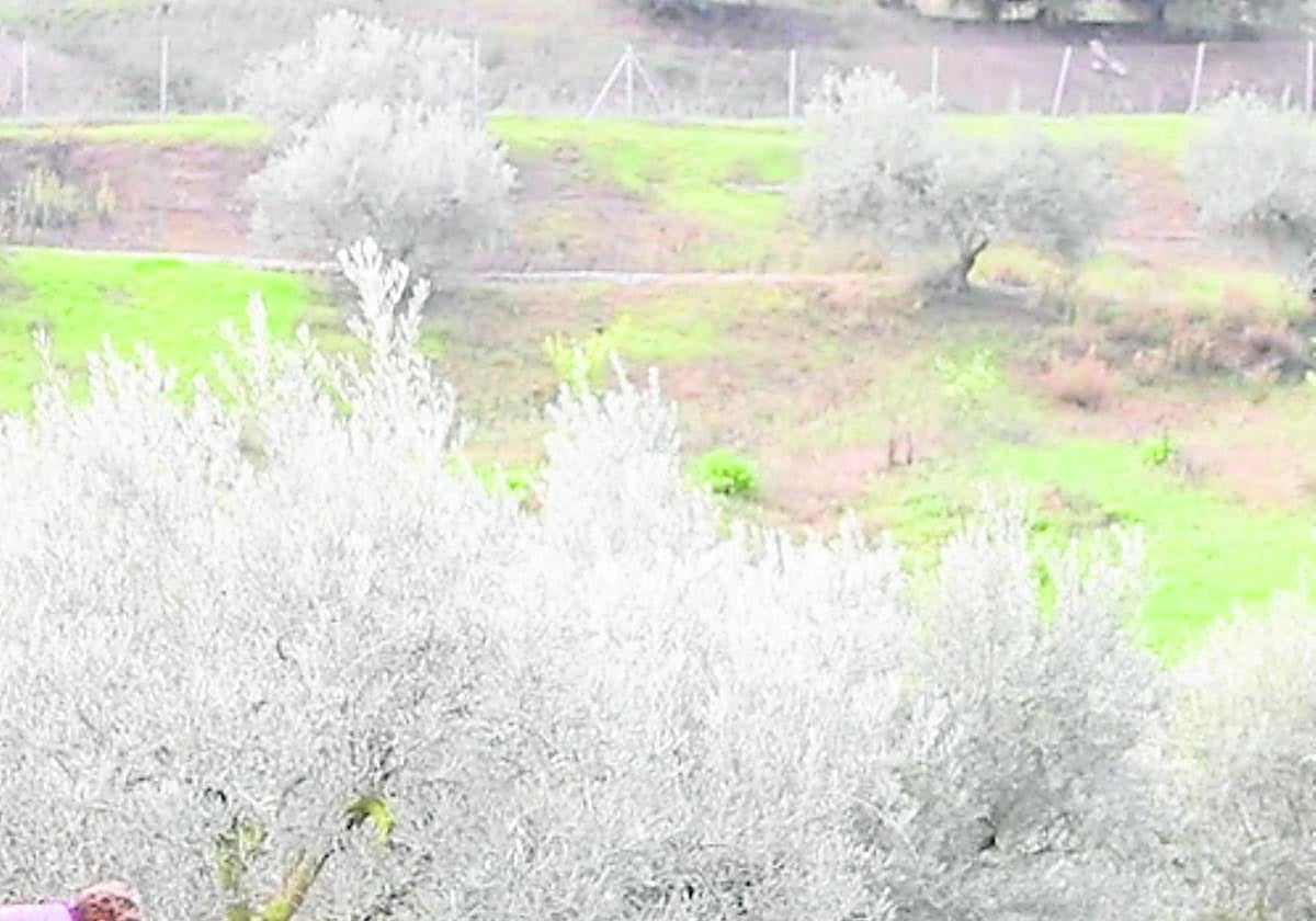 Andalucía es una de las cinco regiones piloto de la Unión Europea que han participado en este ambicioso proyecto.