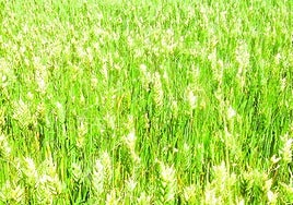 Las claves para evitar al mosquito del trigo