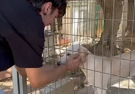 Un voluntario con uno de los perros acogidos en Fidelio.