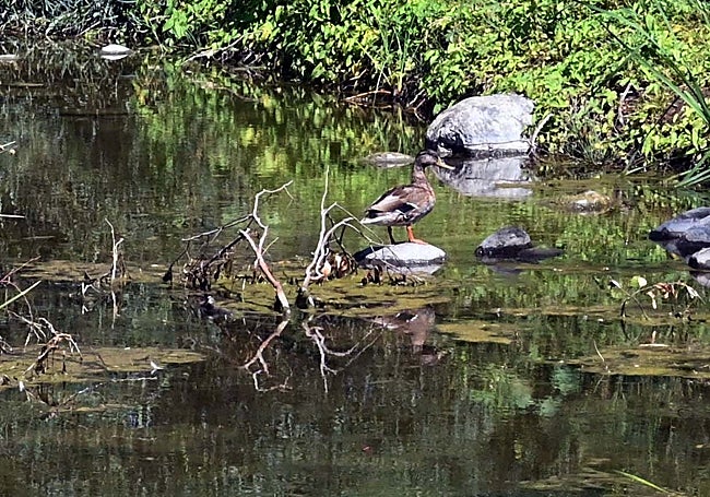 Ejemplar de ánade real en el cauce renaturalizado.