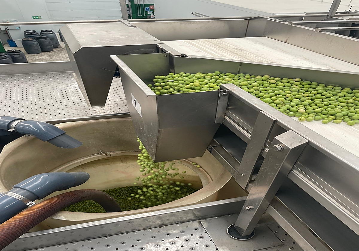 Imagen principal - El verdeo de la aceituna Aloreña arranca con buenas perspectivas tras años de sequía