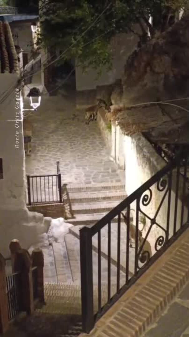 Los machos monteses se 'empadronan' en el pueblo de Canillas de Aceituno en Málaga