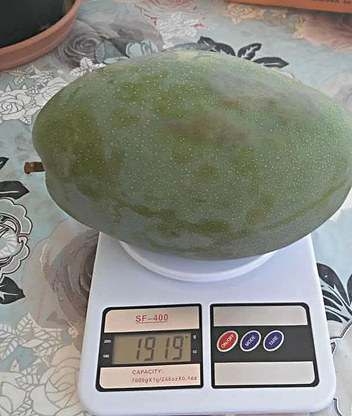 Imagen secundaria 2 - Tres imágenes de mangos de gran calibre cosechados en la Axarquía.