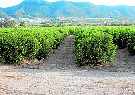 Plantaciones de cítricos en el Valle del Guadalhorce, una de las principales zonas de regadío de Málaga.