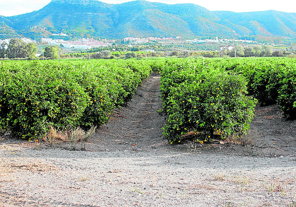 Plantaciones de cítricos en el Valle del Guadalhorce, una de las principales zonas de regadío de Málaga.