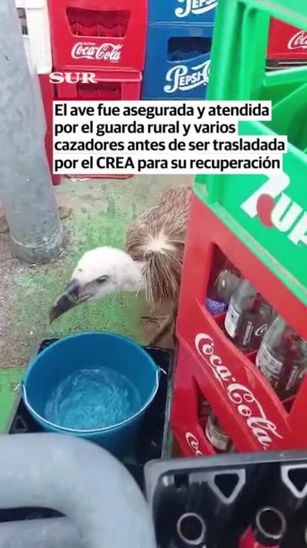 Aparece un buitre accidentado en una gasolinera de Ardales tras chocar contra el tejado