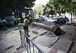 Operarios trabajando este miércoles para retirar el árbol caído en calle Antonio Soler