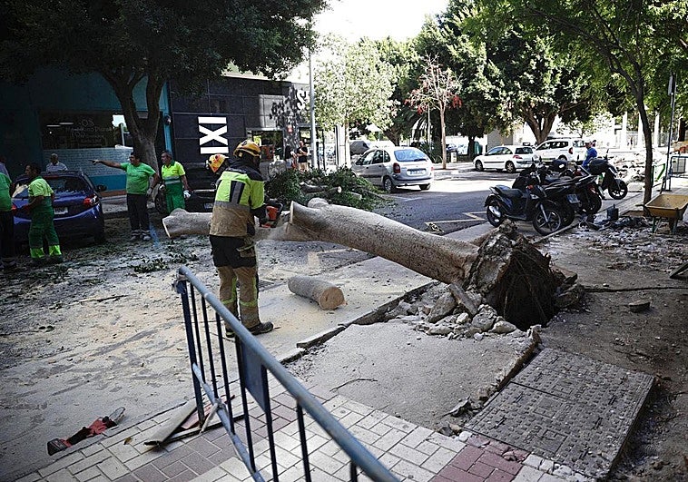 Operarios trabajando este miércoles para retirar el árbol caído en calle Antonio Soler