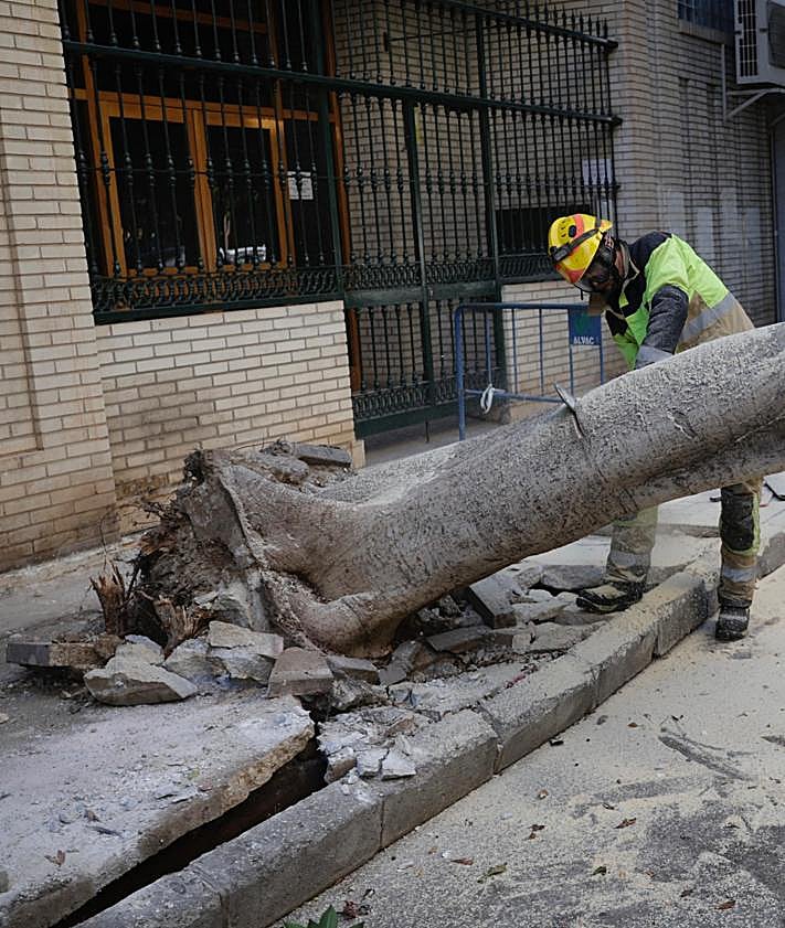 Imagen secundaria 2 - Trabajos de retirada del árbol