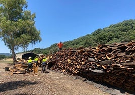 Saca del corcho en Cortes de la Frontera.