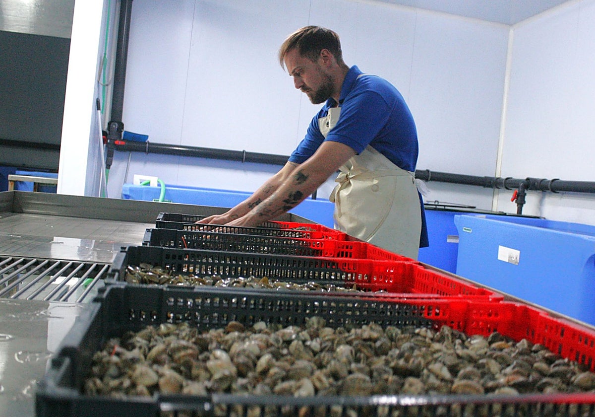 Trabajo en Escobedo Marisco Vivos, la única depuradora de marisco que hay entre Torremolinos y Marbella.