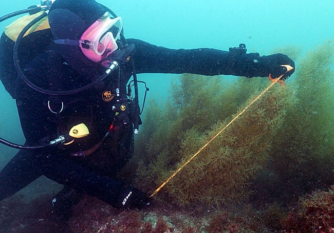 Mediciones de macizos de algas autóctonas para el estudio científico recién publicado.