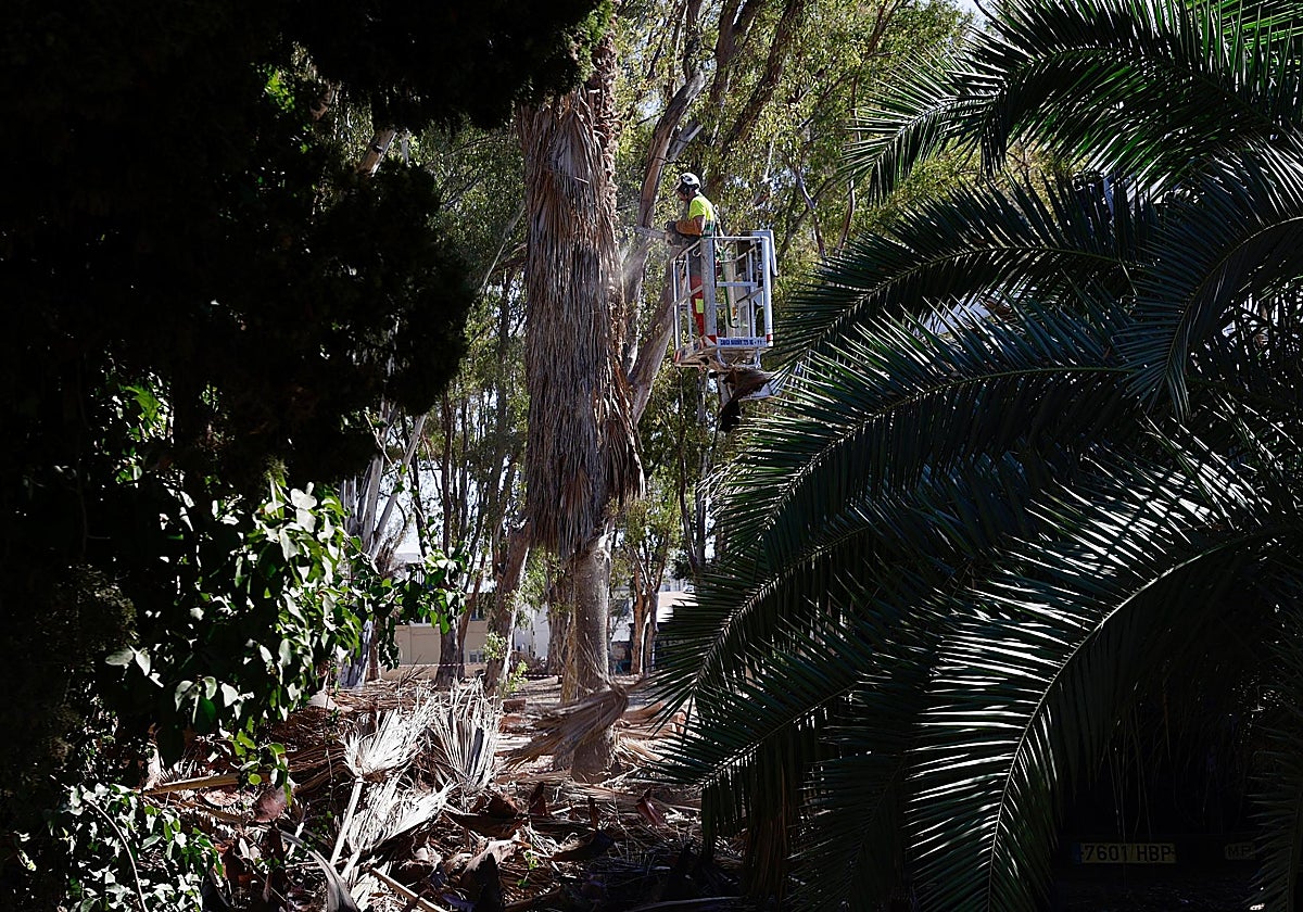 Poda de los árboles en el parque de los Baños del Carmen.