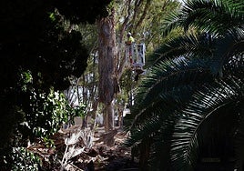 Poda de los árboles en el parque de los Baños del Carmen.