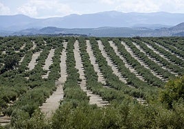 Campos con cultivos de olivar en la provincia de Jaén.