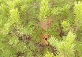 Nido de velutinas localizado en Alhaurín de la Torre.