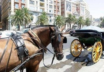 Málaga prohibe los coches de caballo como transporte turístico. ¿Estás de acuerdo con la medida?