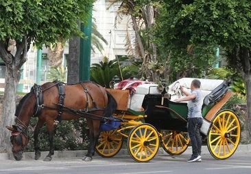 Adiós a los coches de caballos en Málaga