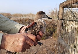 Imagen de archivo de un ejemplar de cerceta pardilla.