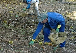 Trabajadores recogiendo el fruto.