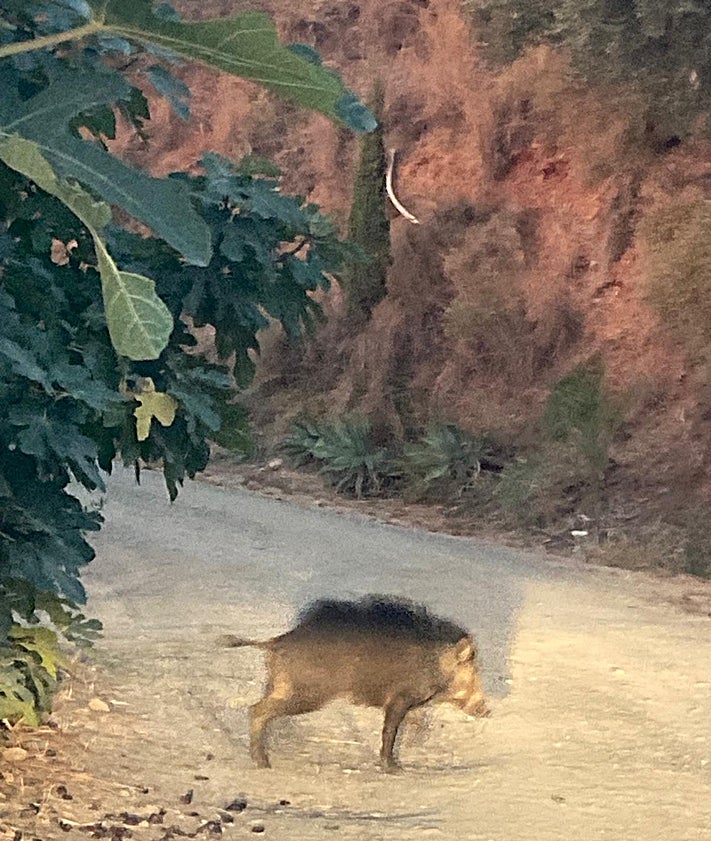 Imagen secundaria 2 - Preocupación por los robos en la barriada de Trigueros en Rincón de la Victoria