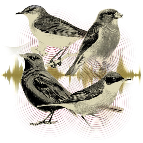 Así canta Málaga: el mapa sonoro de sus pájaros