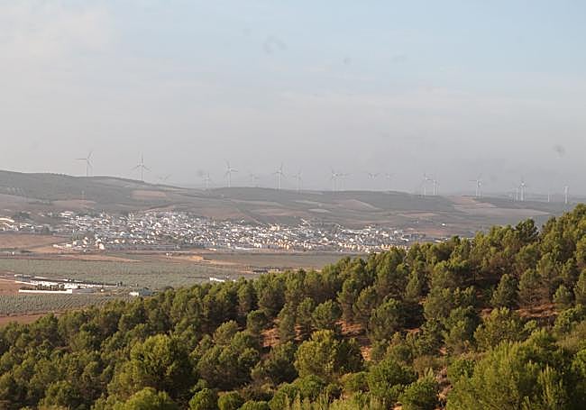 Junto al camino hay espesas arboledas