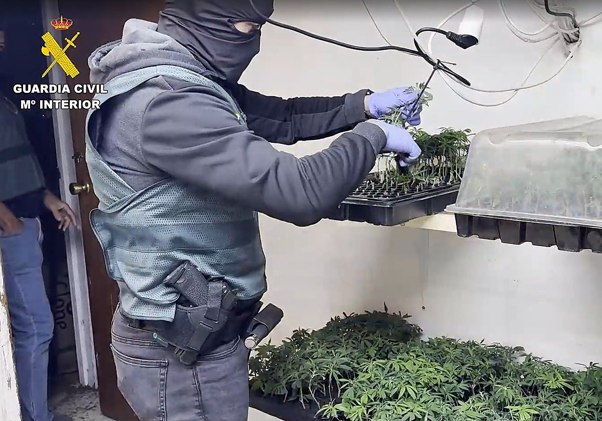 Un arrestado y registros en Málaga en una macrooperación contra el tráfico de marihuana