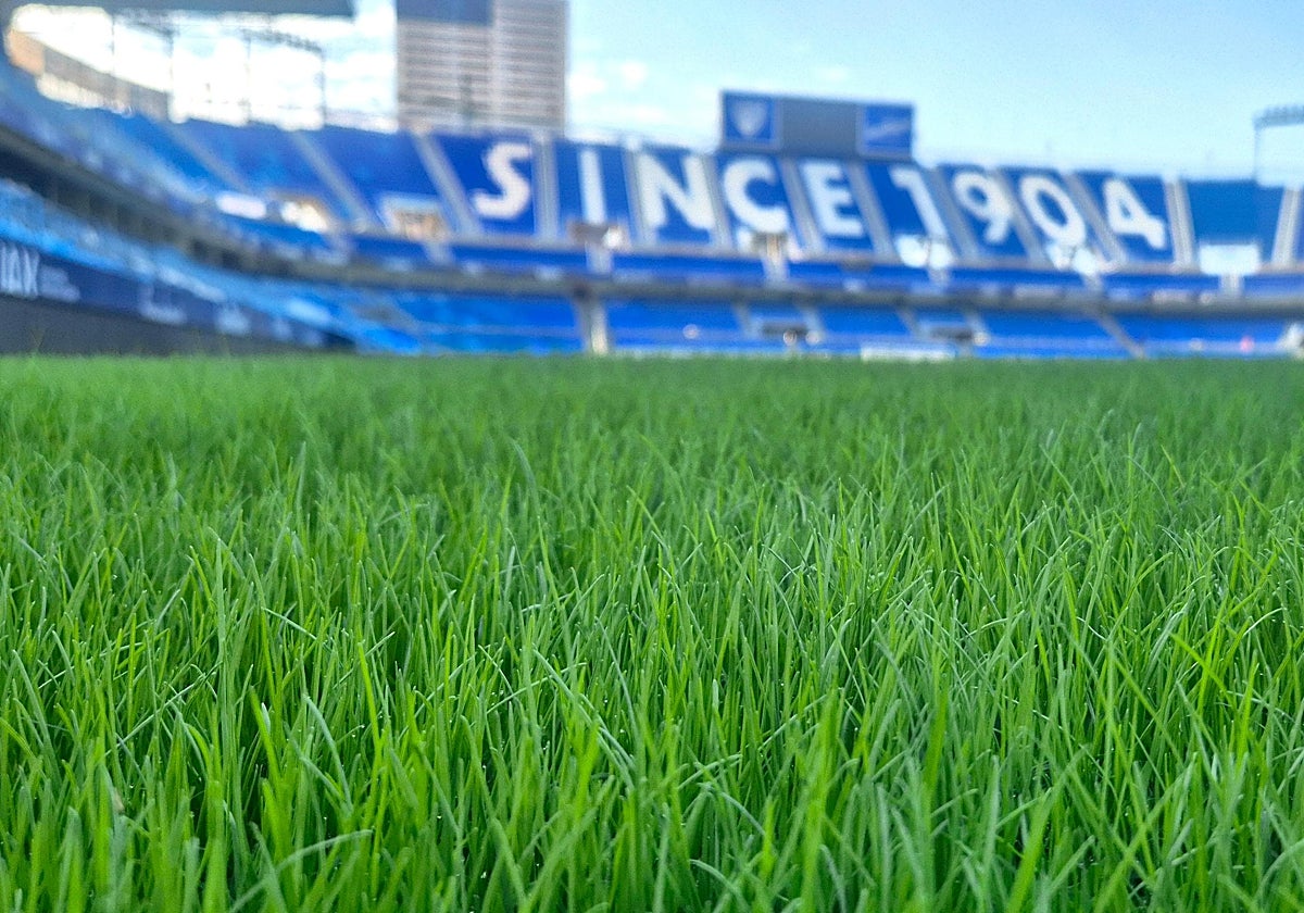 Panorámica del césped de La Rosaleda, justo después de la última resiembra.