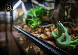 Snakeroom Serpentarium: una experiencia inmersiva en el mundo de los reptiles y artrópodos