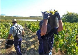 Trabajadores del campo en una explotación de La Axarquía.