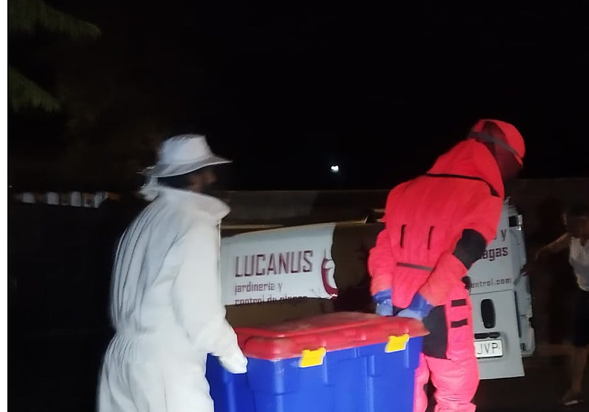 Traslado del nido de velutina localizado en Alhaurín de la Torre.