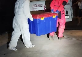 Traslado del nido de velutina localizado en Alhaurín de la Torre.