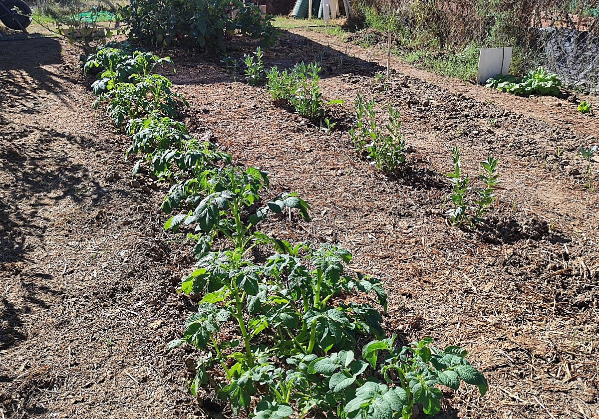 Uno de los huertos urbanos que el Ayuntamiento va a sortear.
