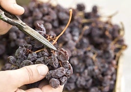 El Mercado Moscatel de Almáchar ofrecerá degustaciones y talleres