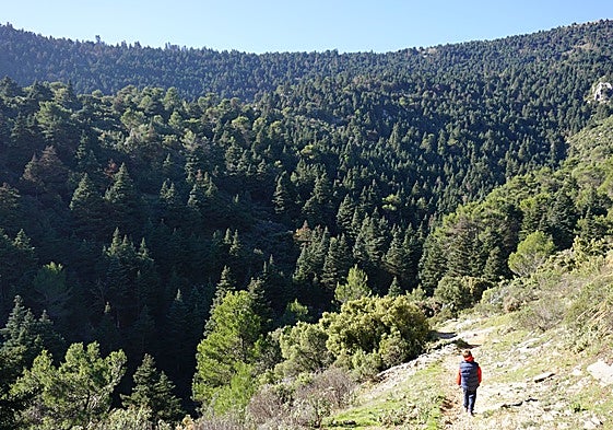 Pinsapar en la Sierra de las Nieves.